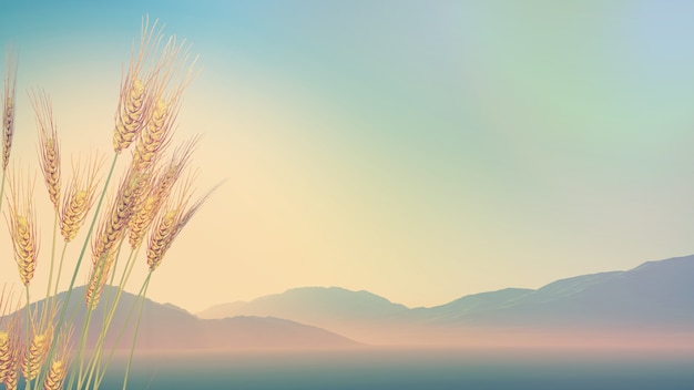 拥有一只可爱的橘猫是什么体验?